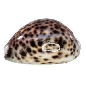 Tiger Cowrie Sea Shell Glossy Brown & White Spotted Ocean Decor